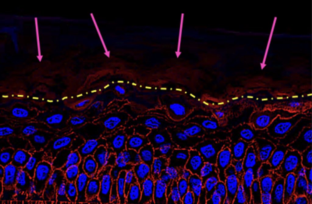 In Vitro Veritas