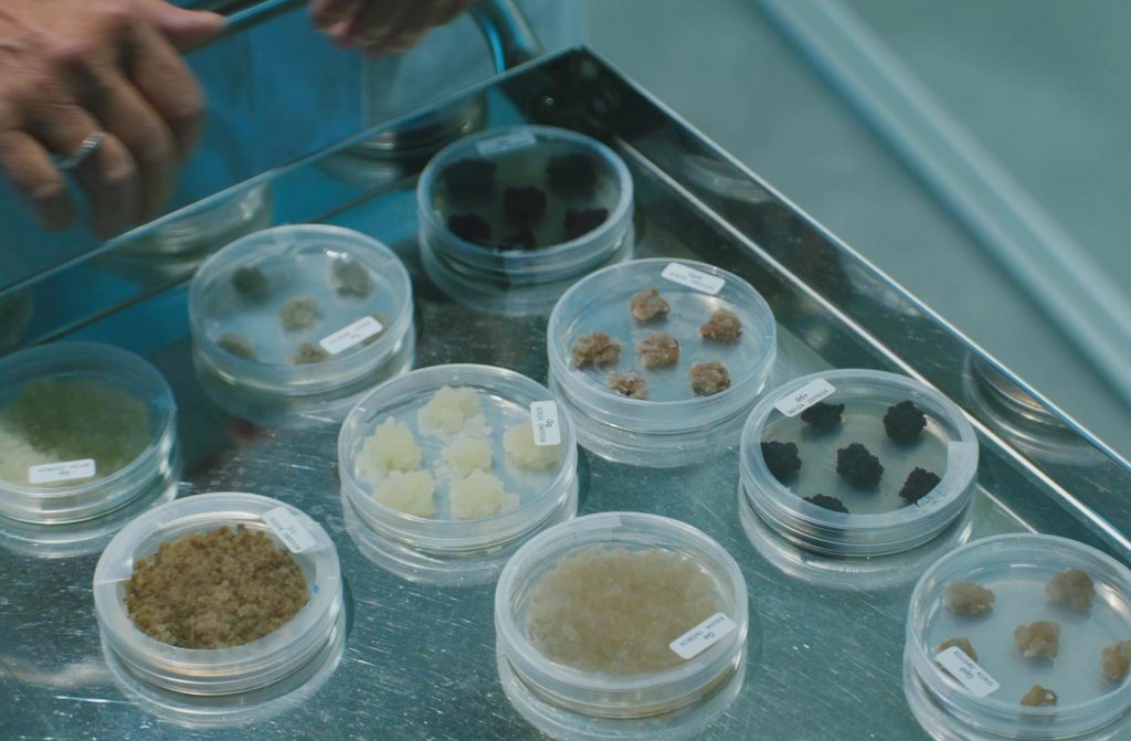 LOXstem: biotechnological excellence Made in Italy