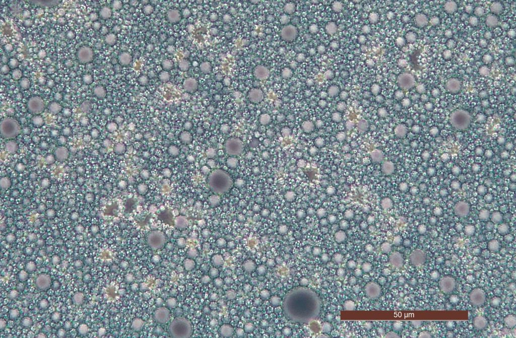 Overnight under the microscope: the unique sensoriality of this formula